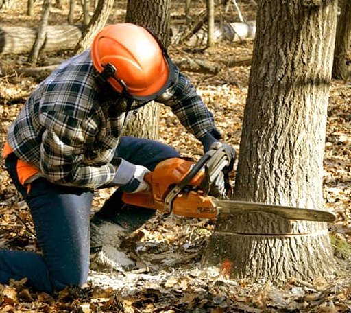 Tree Removal in Columbia, LA